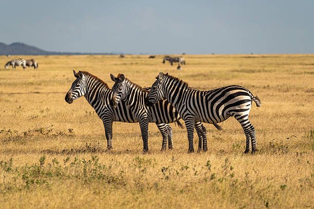 4 days tanzania private safari