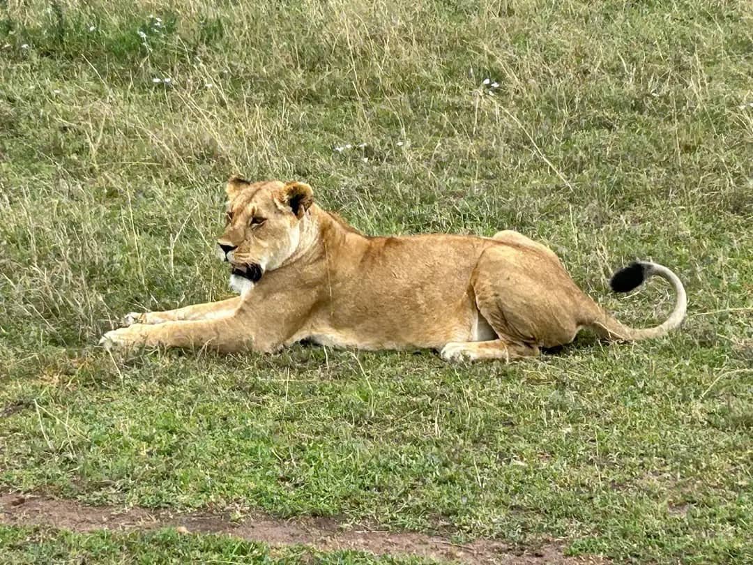 5 days tanzania luxury safari