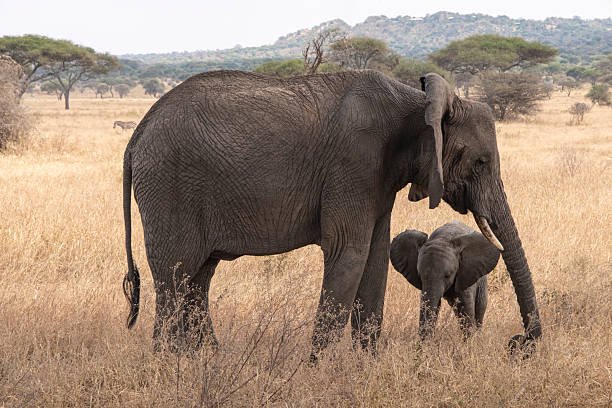 5 days tanzania private safari