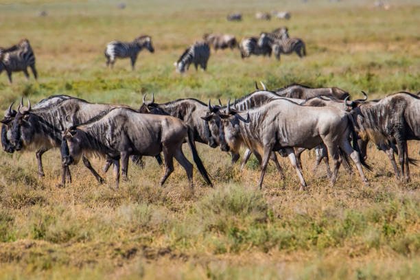6 days tanzania private safari