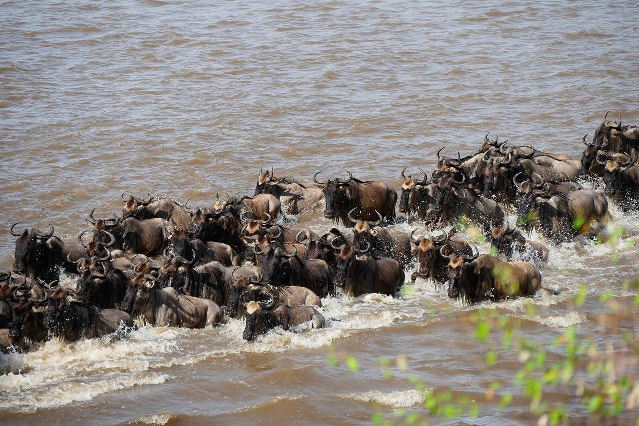 7 days serengeti great migration safari